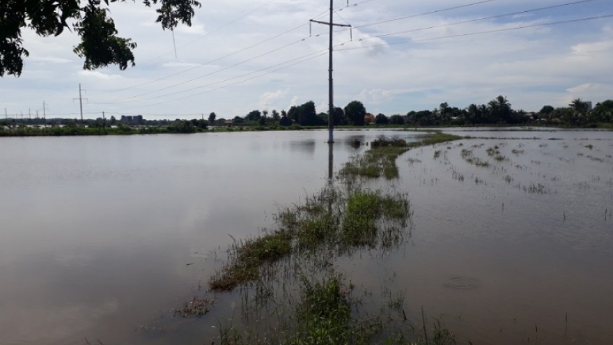 Nông dân Bình Thuận thiệt hại nặng do mưa lũ