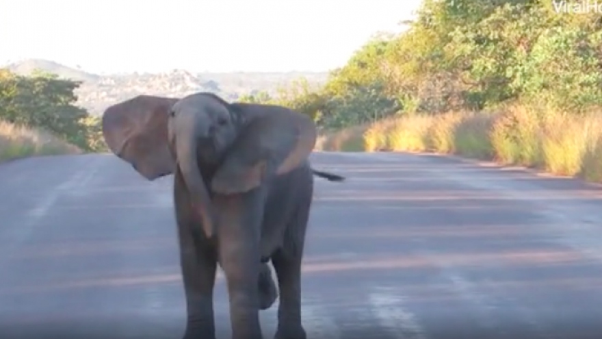 
        Clip: Chú voi con bắng nhắng nhảy nhót khi đi chơi cùng mẹ
                              