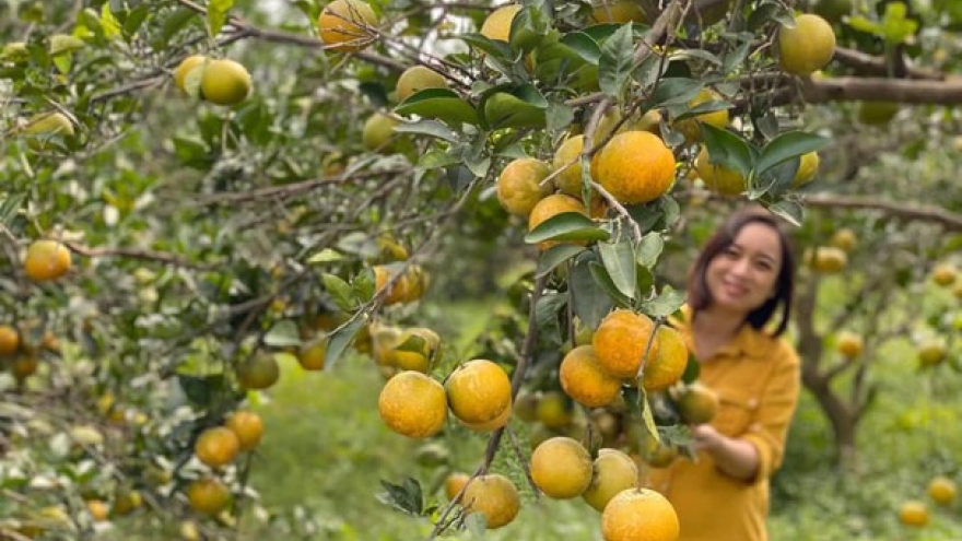 Lần đầu tiên Nghệ An có trang trại cam Vinh đạt tiêu chuẩn xuất khẩu toàn cầu