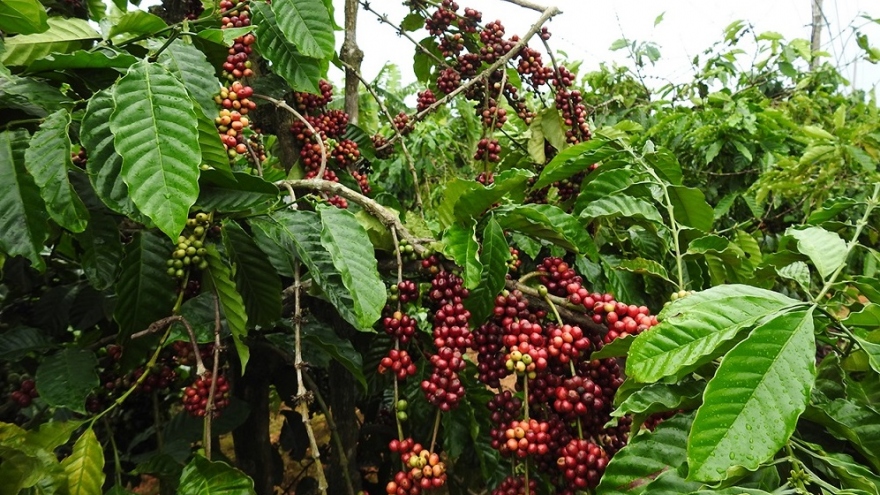 Nông dân Kon Tum chồng chất khó khăn khi bước vào vụ thu hoạch cà phê