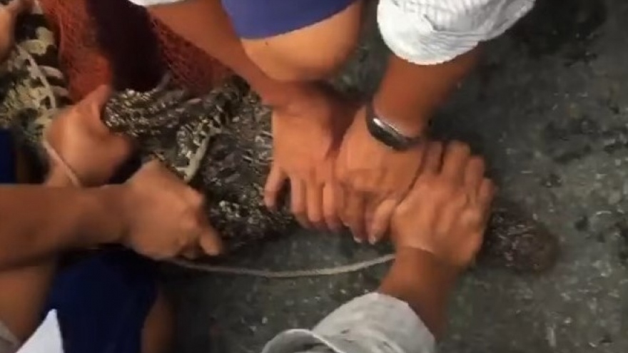 Cá sấu liên tiếp sổng chuồng, Cà Mau siết chặt quản lý cơ sở nuôi động vật hoang dã