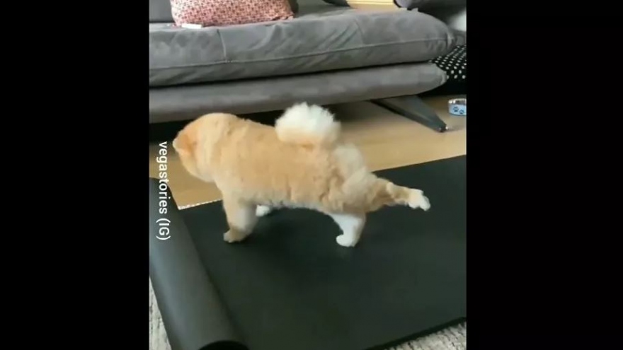 Video: Đáng yêu chú cún chăm chỉ "tập Yoga" để có thân hình đẹp