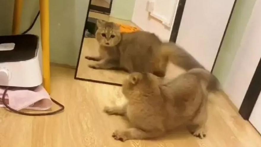 Không thể nhịn cười khi chú mèo "đánh nhau" với chính mình trong gương