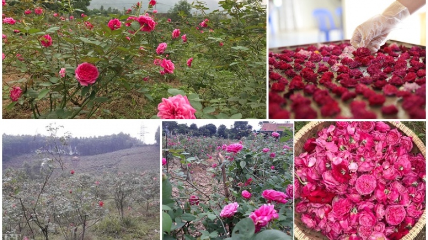 Vườn hồng cổ mang lại nguồn thu nhập "khủng" và ổn định