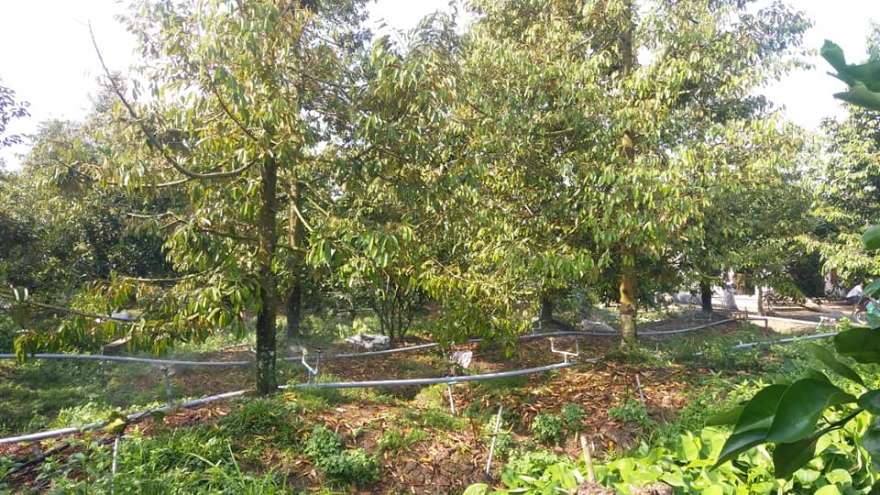 Điểm sáng khôi phục vườn cây đặc sản sau hạn mặn ở Bến Tre