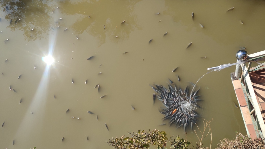 Cá chết hàng loạt nghi do ô nhiễm nguồn nước ở thành phố Sơn La 
