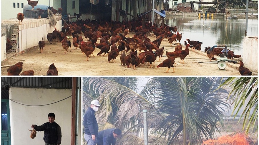 Tiêu hủy gần 1.000 con gà nhiễm cúm gia cầm H5N6 ở Quảng Ninh