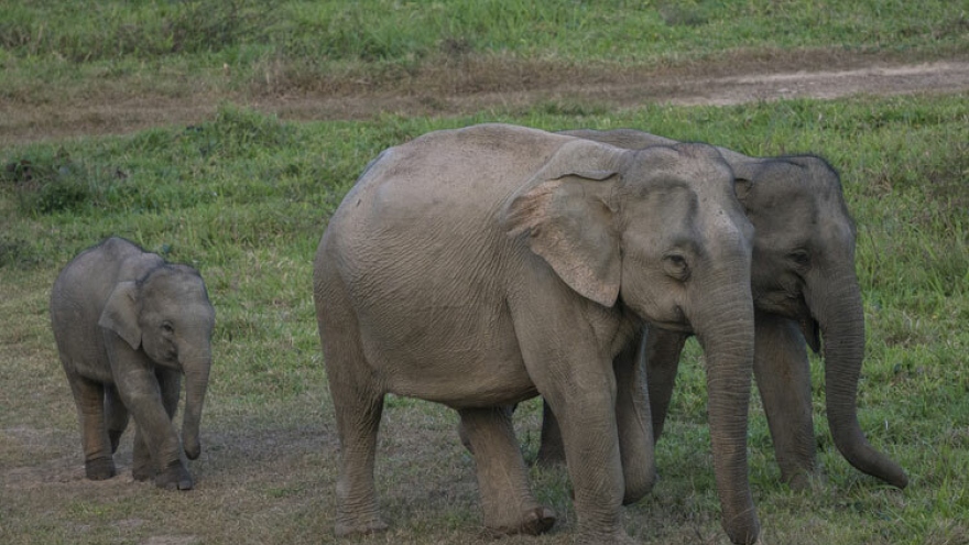 Một cá thể voi rừng ở Đồng Nai sinh con thành công