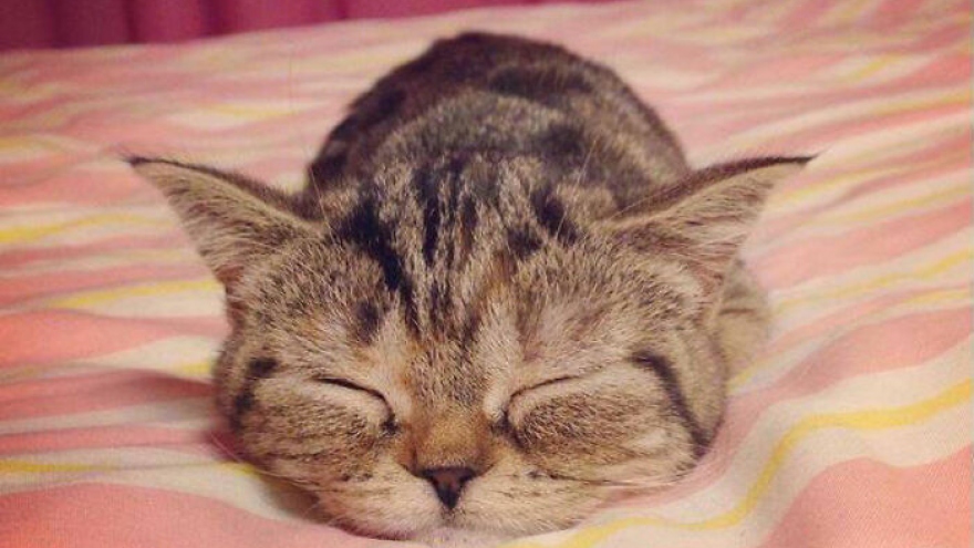1001 khoảnh khắc mèo ngủ say khiến bạn nhìn vào là muốn mỉm cười