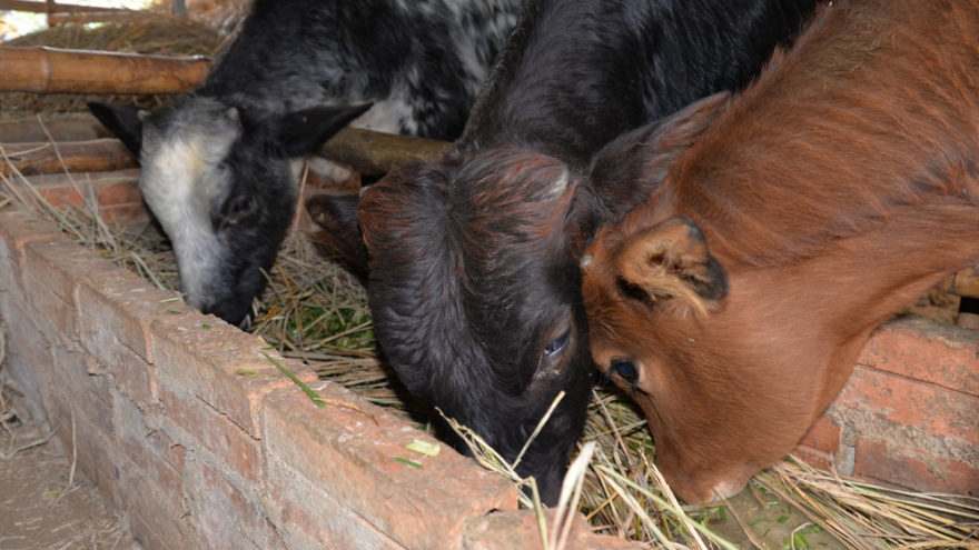 Sơn La tiêu hủy gần 70 con bò bị bệnh viêm da nổi cục
