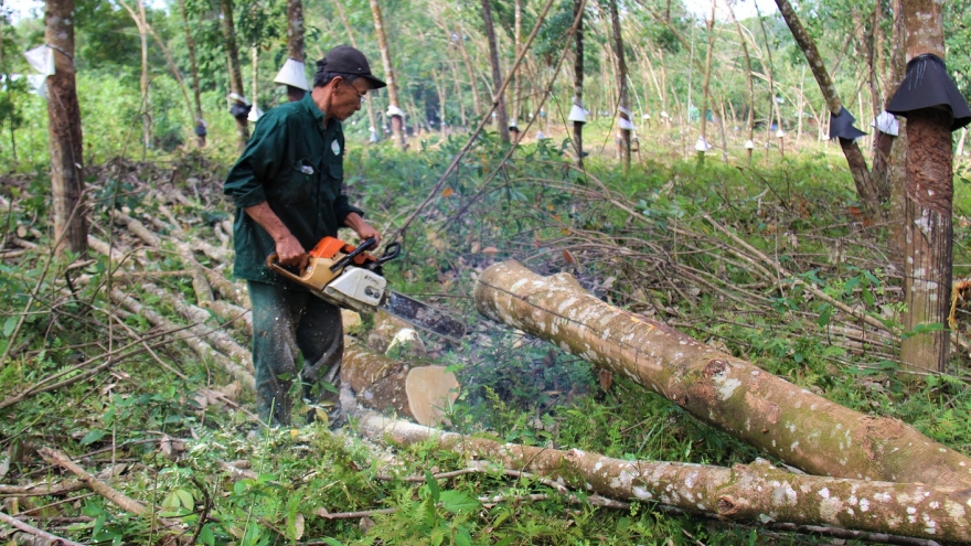 Quảng Nam tìm hướng thay thế cây cao su bị ngã đổ sau bão số 9