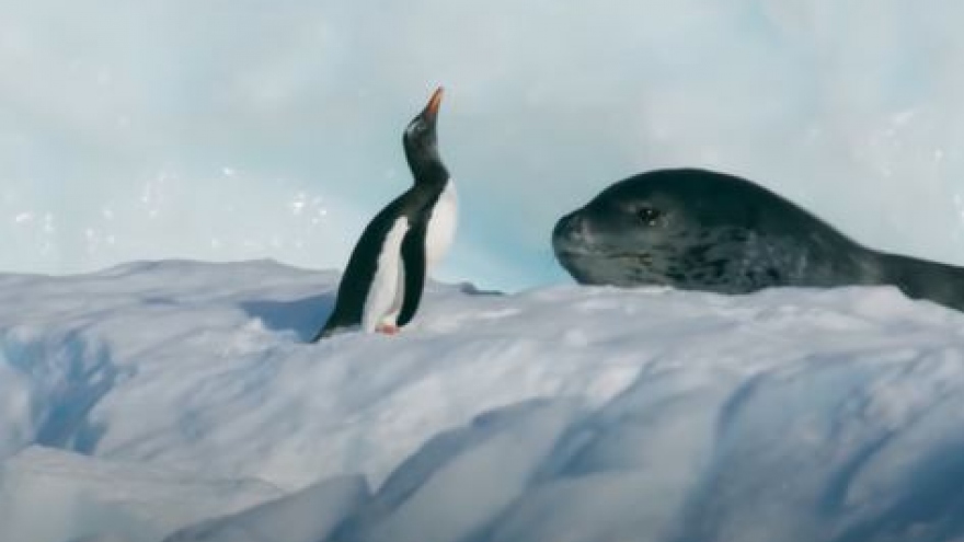 Thót tim trước cuộc rượt đuổi giữa hải cẩu báo và chim cánh cụt