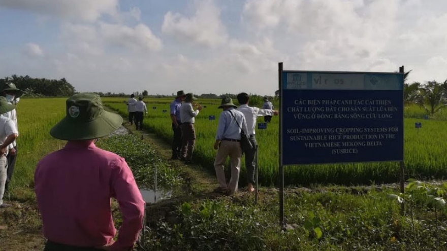 Chia sẻ cải thiện chất lượng đất cho sản xuất lúa bền vững ở Đồng bằng Sông Cửu Long
