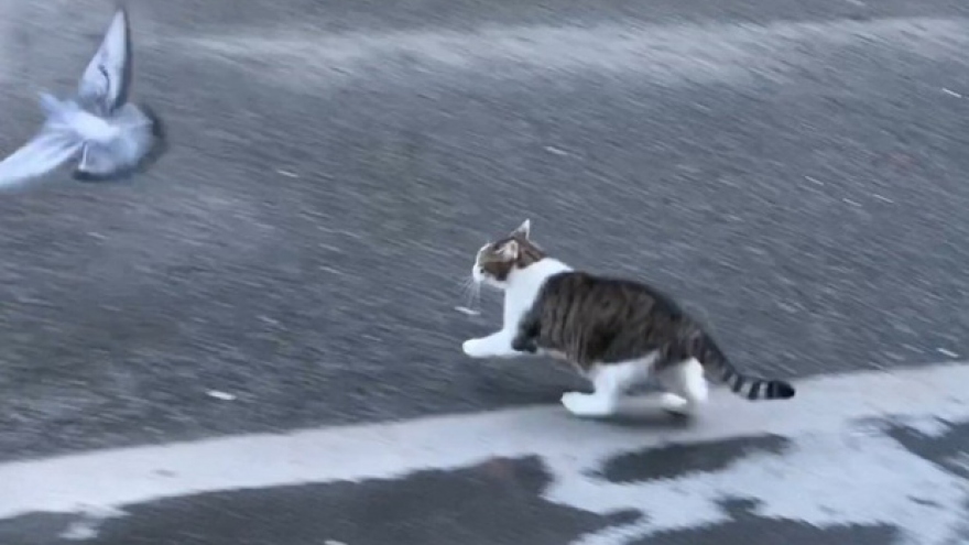 Video: Chán bắt chuột, mèo Larry của Thủ tướng Anh trổ tài "săn" bồ câu