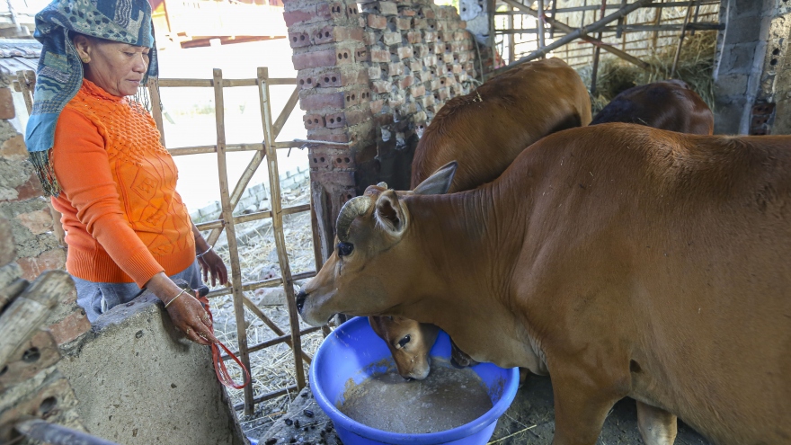 Nông dân Sa Pa (Lào Cai) chủ động phòng, chống đói rét cho gia súc