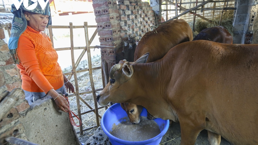 Bộ NN&PTNT yêu cầu tăng cường phòng chống đói, rét cho vật nuôi