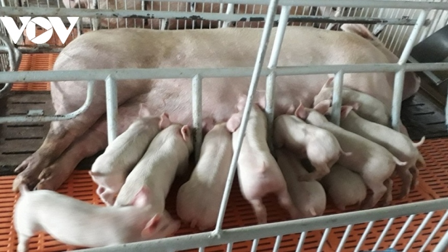 Giá thịt lợn liệu có tăng mạnh dịp cuối năm?