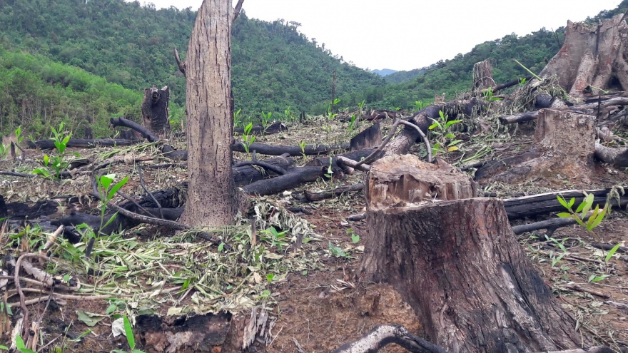 Bắt tạm giam 2 cán bộ Ban quản lý rừng phòng hộ ở Nghệ An