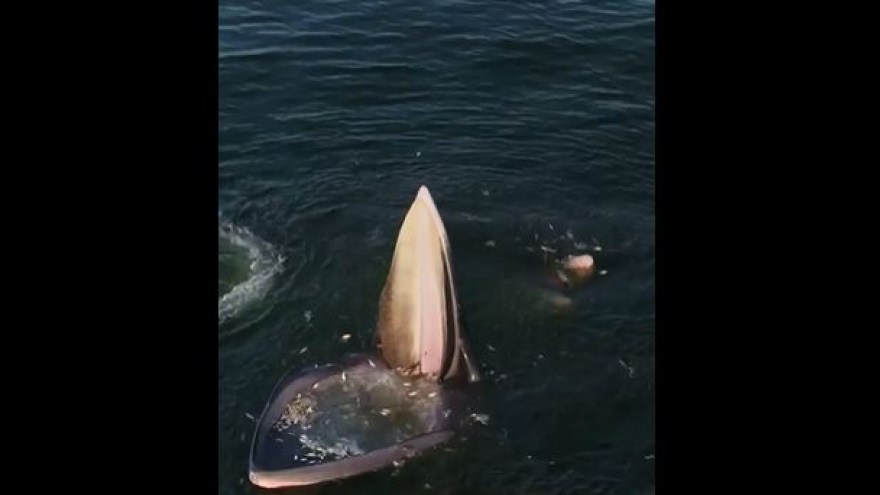 Độc đáo cách săn mồi "há miệng chờ sung" của cá voi Eden