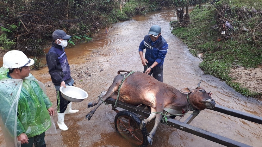 Hơn 900 gia súc ở miền núi A Lưới (TT Huế) bị chết