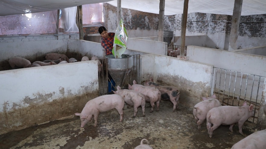 Bắc Giang tái đàn gia súc thành công nhờ chăn nuôi an toàn sinh học