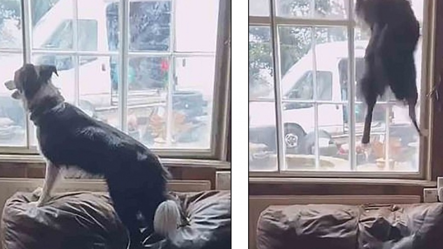 Video: Chú chó phấn khích nhảy dồn dập trên ghế sofa