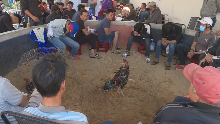 Đắk Lắk: Xử lý gần 50 con bạc tham gia đá gà ăn tiền