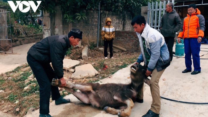 Lai Châu xử lý trách nhiệm người đứng đầu khi để gần 130 con gia súc chết rét