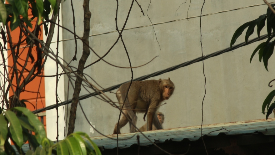 Đã bắt được con khỉ đầu đàn quậy phá khu dân cư ở TP.HCM