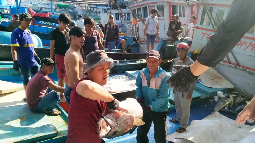 Ngư dân được mùa được giá vụ cá ngừ cuối năm