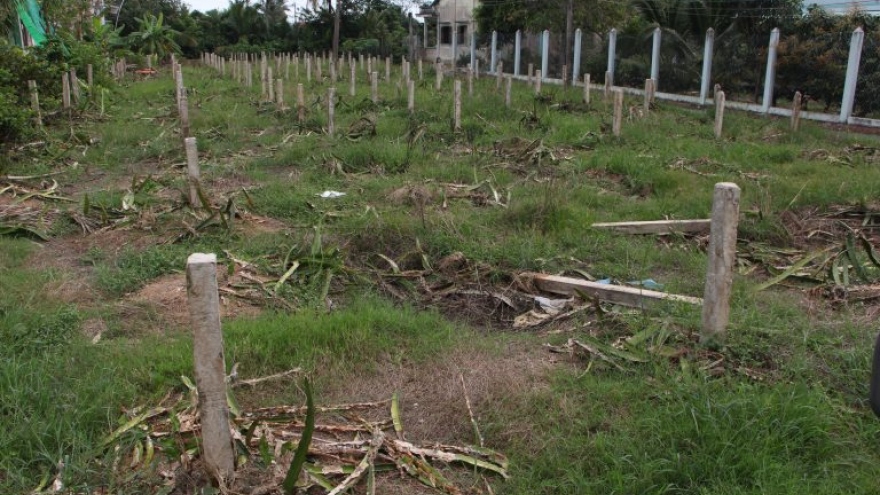 Long An: Nhiều nông dân phá bỏ vườn thanh long do thua lỗ