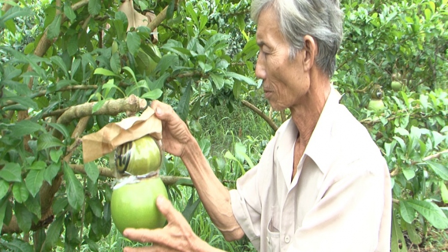 Hậu Giang cung cấp hơn 26.000 tấn trái cây phục vụ thị trường Tết