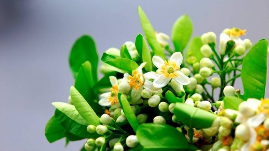 Hoa bưởi đầu mùa giá “chát”, người bán thu tiền triệu mỗi ngày
