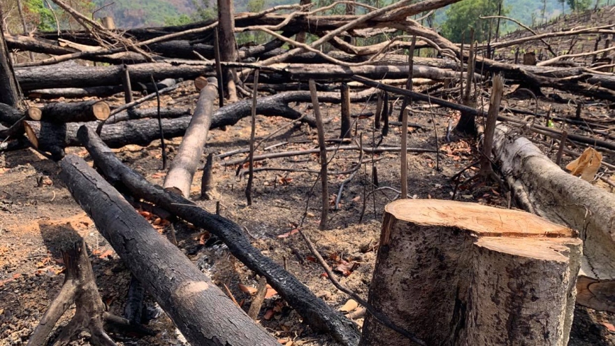Đắk Lắk điều tra 2 vụ việc phá rừng rất nghiêm trọng