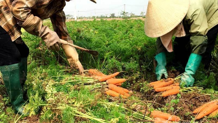 Hải Dương vắng thương lái, su hào, bắp cải... bế tắc, dân thất thu mùa Tết