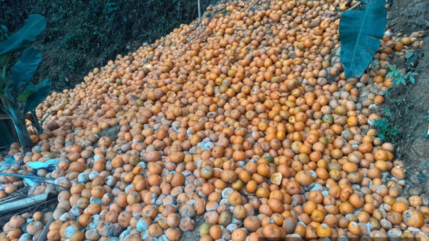 Gần 3.000 tấn cam Hà Giang bị thối rụng đỏ vườn