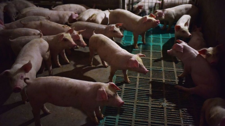Nhà đầu tư Trung Quốc "say" cổ phiếu công ty thịt lợn hơn tập đoàn công nghệ