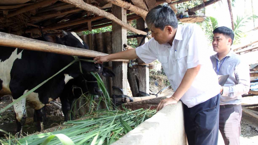 Dịch lở mồm long móng bùng phát ở Phú Yên do không tiêm vaccine