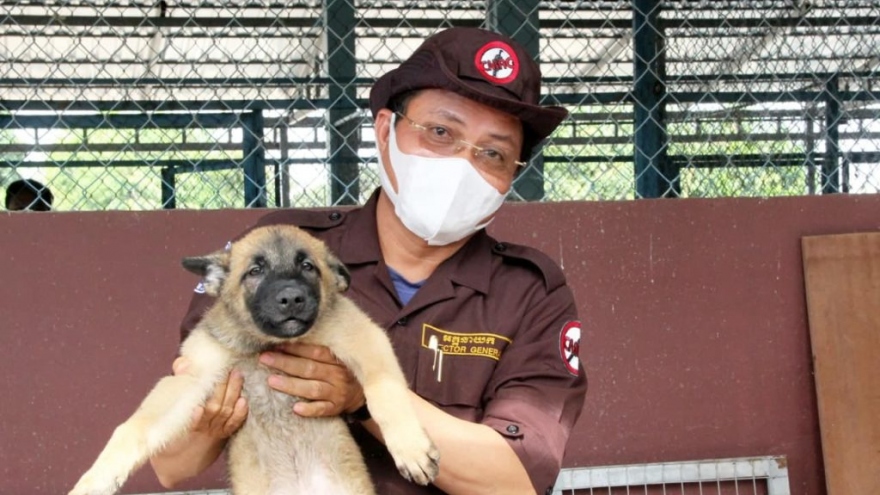 Campuchia huấn luyện chó phát hiện người mắc Covid-19