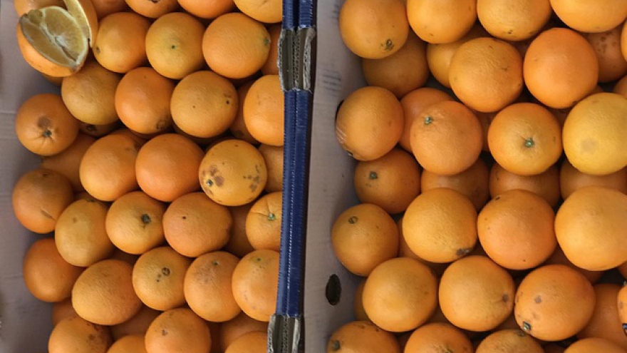 Sự thật về cam Úc siêu rẻ bán đầy vỉa hè Hà Nội
