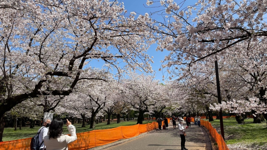 Người dân Nhật Bản ngắm hoa anh đào trong sự “kìm nén” lạ thường