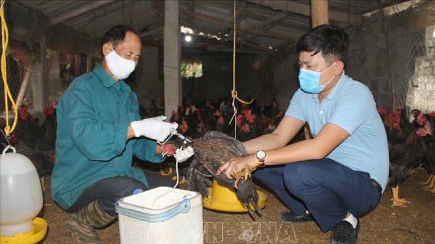 Tổ chức FAO và (WHO) kêu gọi Việt Nam cảnh giác với cúm gia cầm H5N8