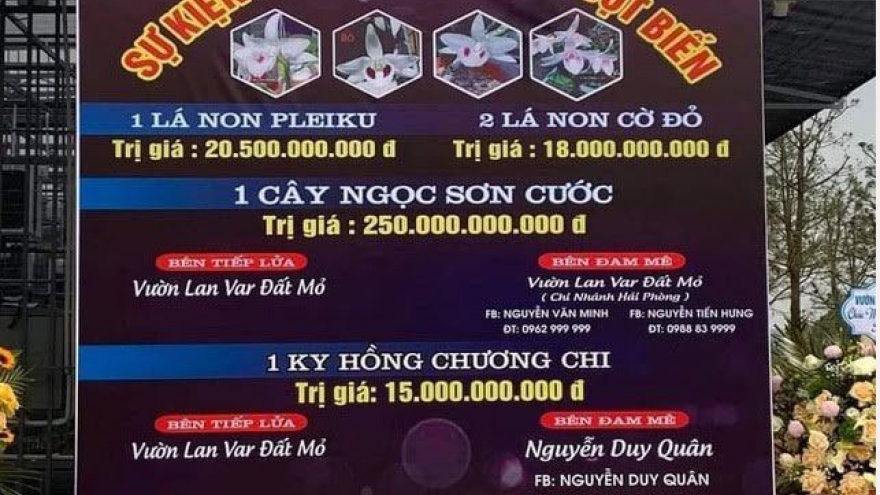 Thông tin mới nhất về vụ bán lan đột biến 250 tỷ đồng ở Quảng Ninh