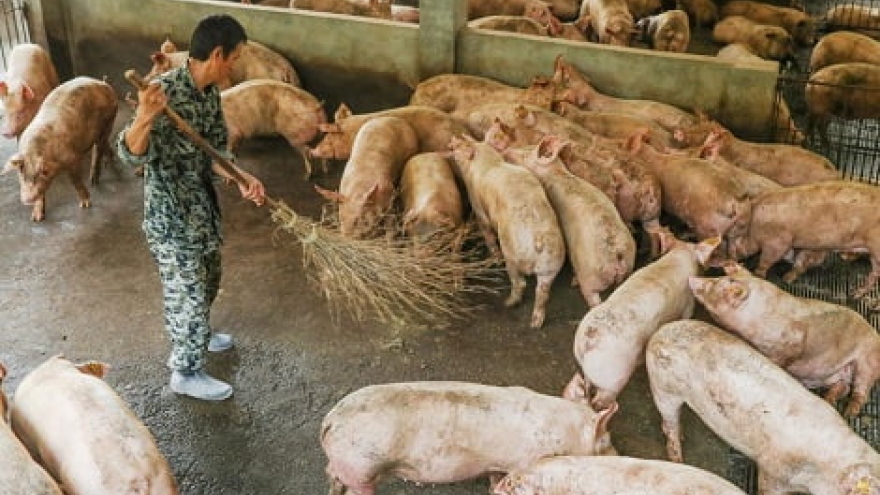 Sản lượng lợn hơi Trung Quốc đang trên đà phục hồi