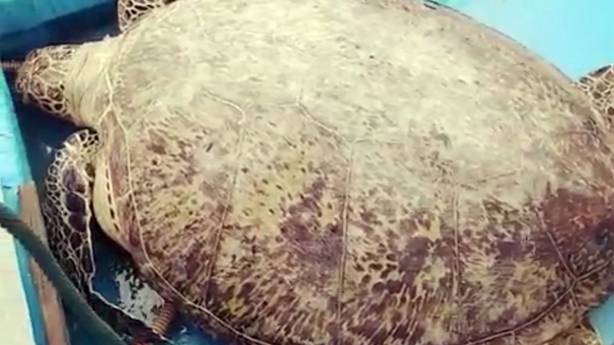 Thả 1 cá thể rùa xanh quý hiếm nặng 120kg về biển