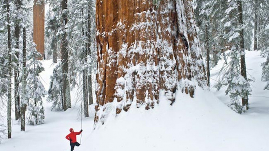 Kinh ngạc cây khổng lồ 3.200 tuổi cần 126 tấm ảnh mới có thể chụp hết