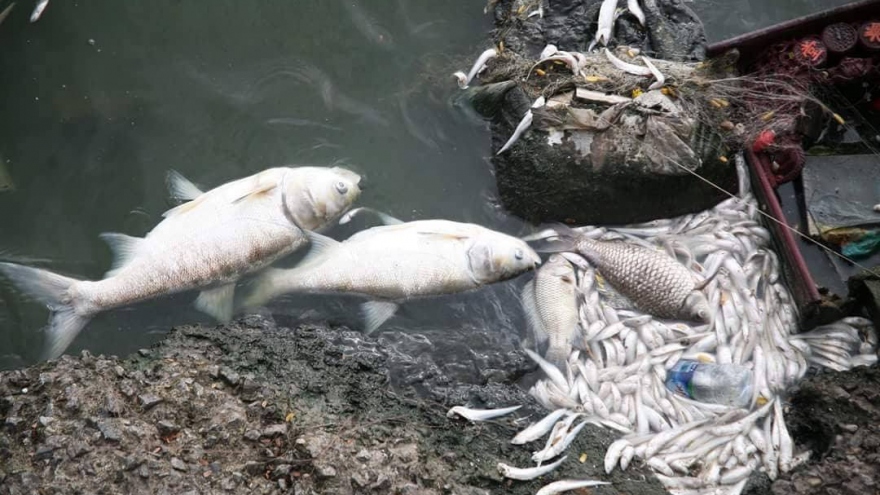 Cơ quan công an cần vào cuộc vụ cá chết ở vùng biển Thanh Hóa