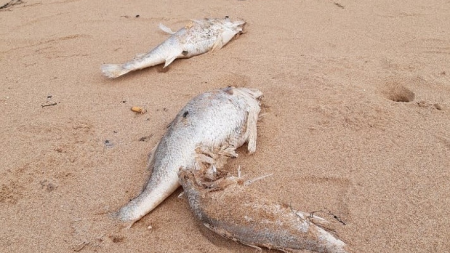 Cá chết bất thường dạt vào bãi biển ở Nghệ An chưa rõ nguyên nhân