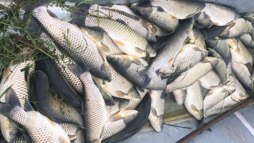Khoảng 30 tấn cá chết bất thường ở xã Nghi Sơn (Thanh Hóa)