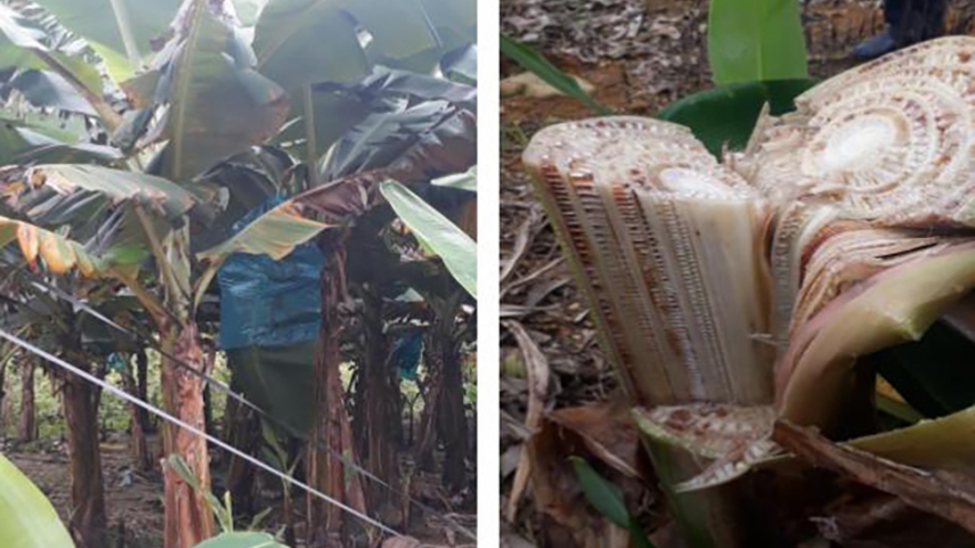 Nhiều diện tích chuối ở Lào Cai bị mắc bệnh vàng lá Panama phải chặt bỏ